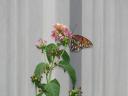 Backyard Butterfly III