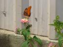 Backyard Butterfly V